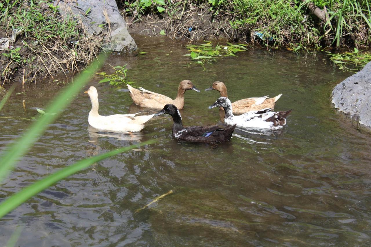 Pondok Tepi Sungai Sidemen  Exteriör bild